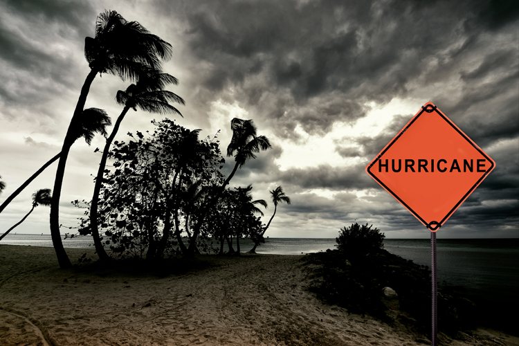 Pictures of palm trees in the wind