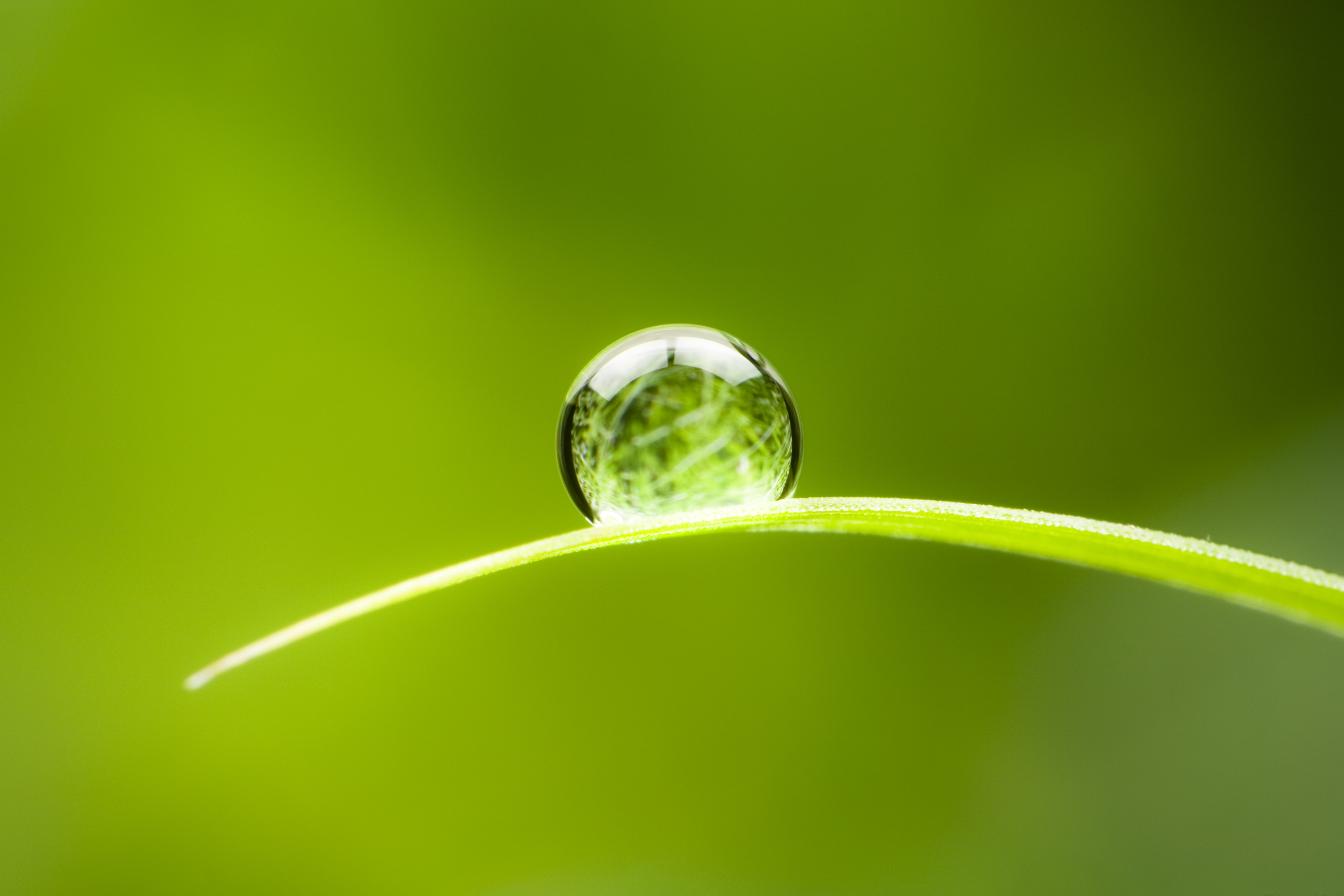 Water drop on leaf 